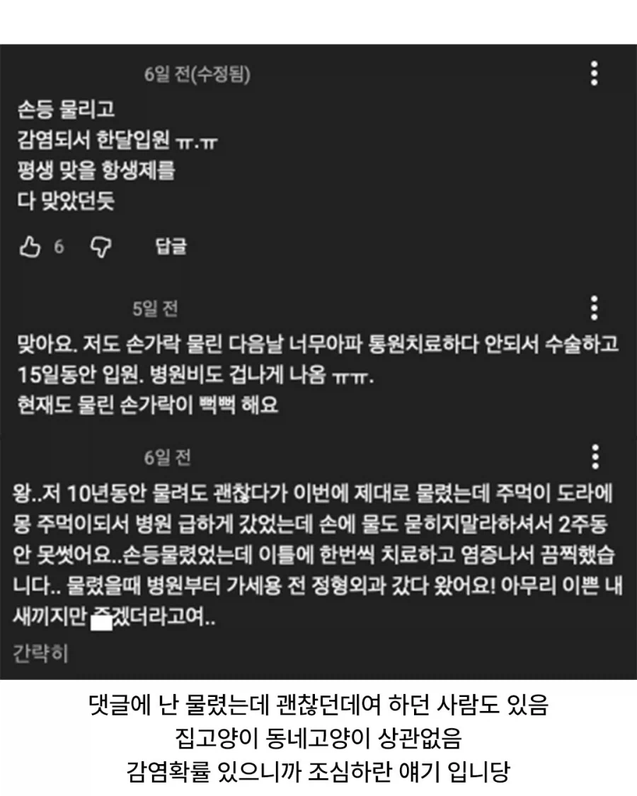 고양이에게 물리면 꼭 병원 가야 함.jpg_7.webp