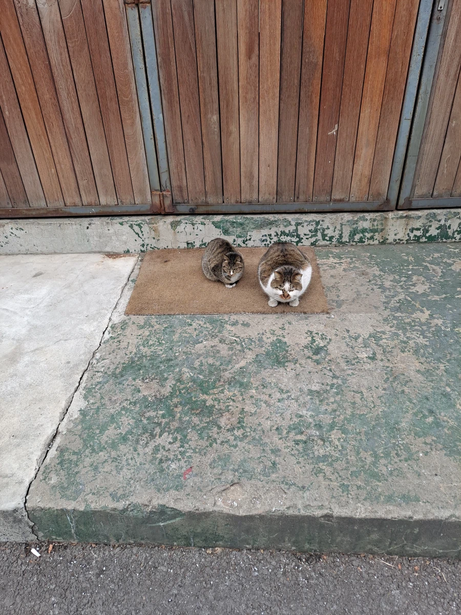 분명 길냥이들 사진 찍어봤는데...길냥이가 아닌 것 같다..._1.webp