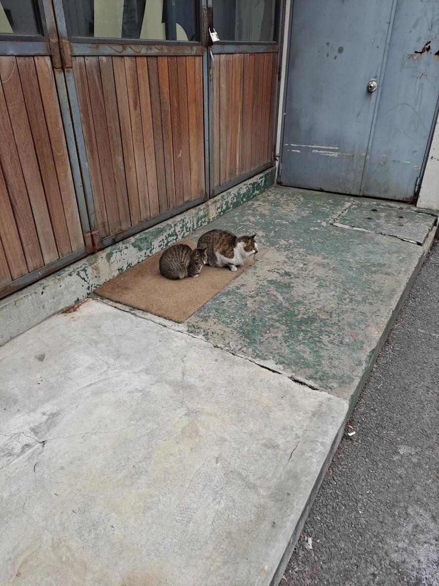 분명 길냥이들 사진 찍어봤는데...길냥이가 아닌 것 같다..._2.webp