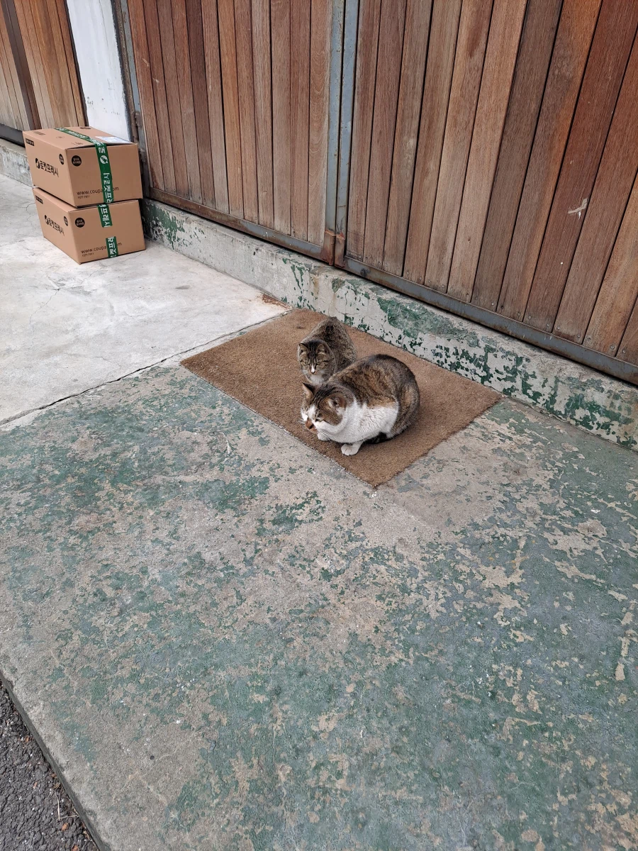 분명 길냥이들 사진 찍어봤는데...길냥이가 아닌 것 같다..._3.webp