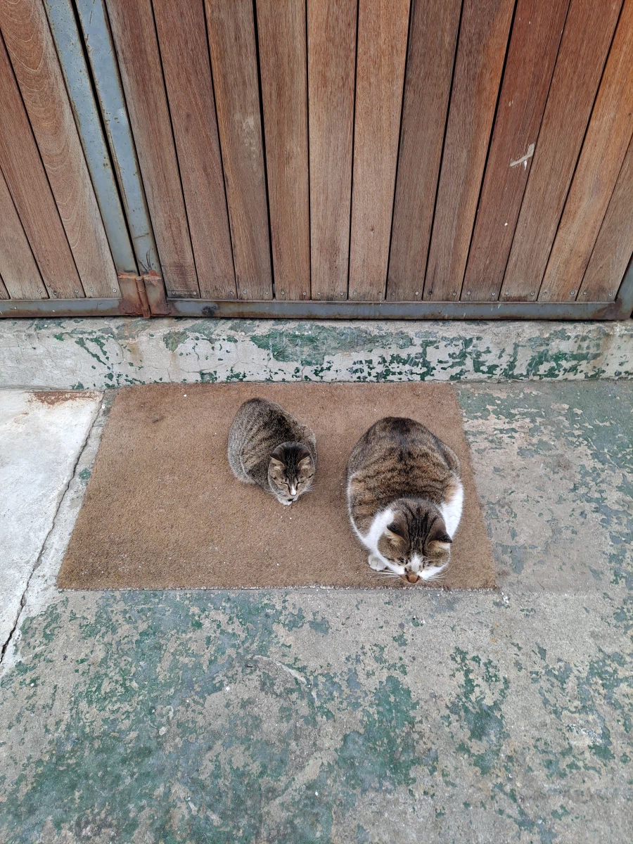 분명 길냥이들 사진 찍어봤는데...길냥이가 아닌 것 같다..._5.webp