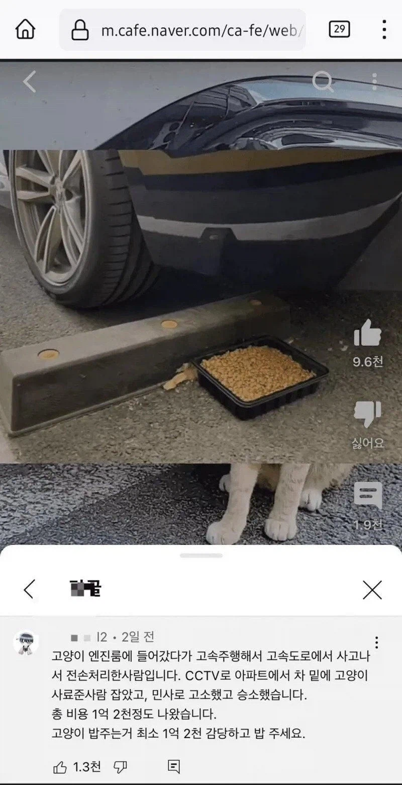 1억 2천만원 캣맘_1.webp