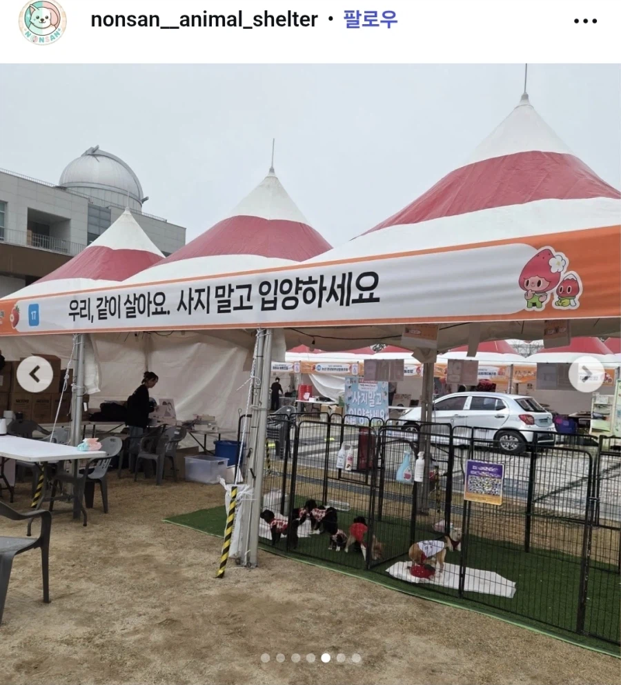 논산딸기축제 시즌이 되면 새옷 입는 강아지들_1.webp