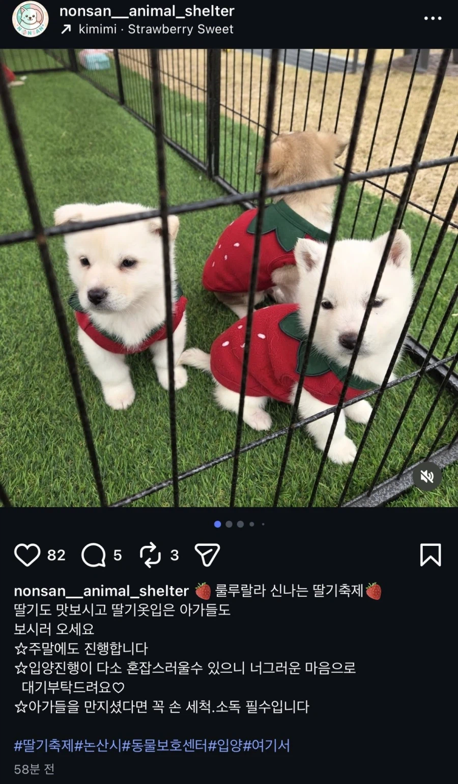 논산 딸기 강아지.jpg_1.webp