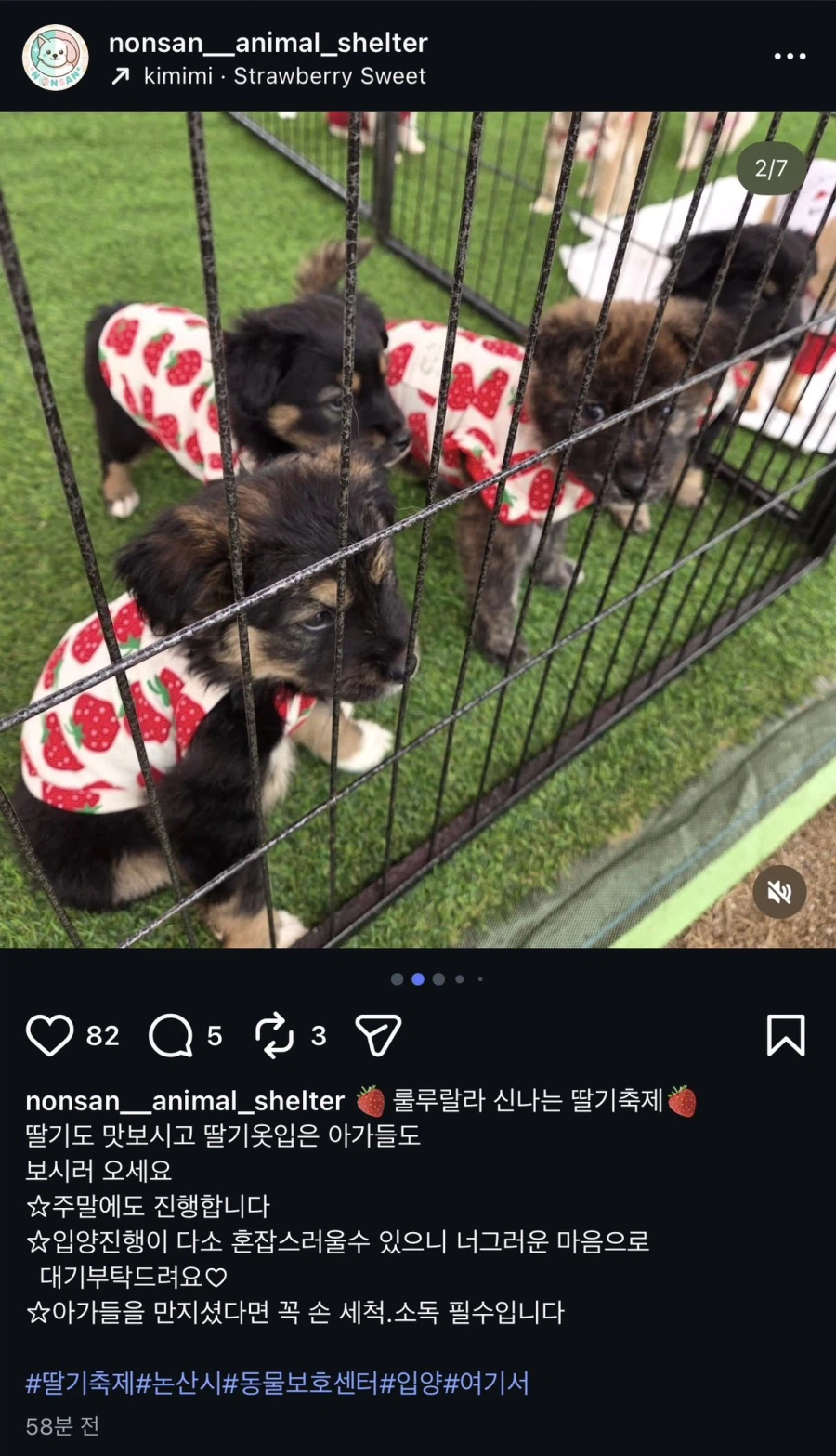 논산 딸기 강아지.jpg_2.webp