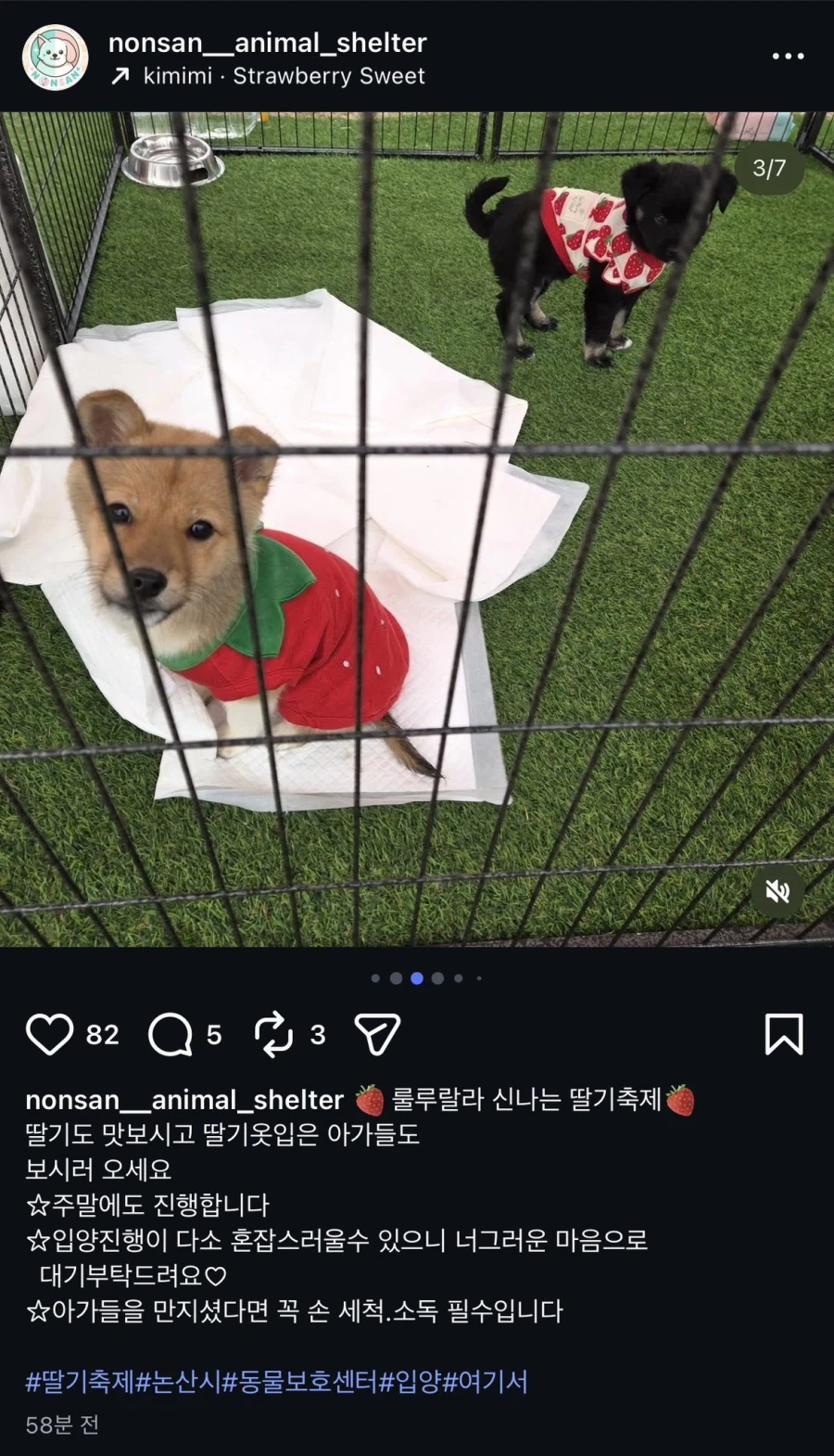 논산 딸기 강아지.jpg_3.webp