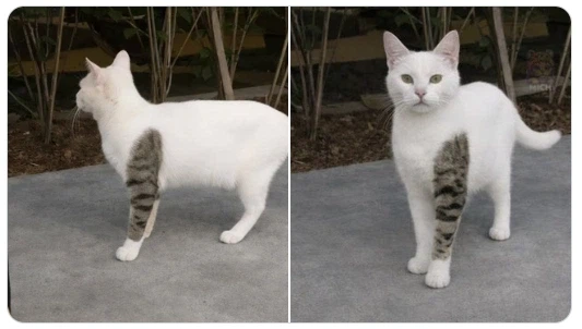 문신한 고양이_1.webp