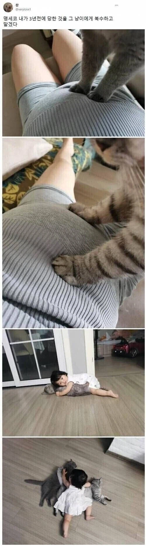 3년전 일을 복수당한 고양이_1.webp