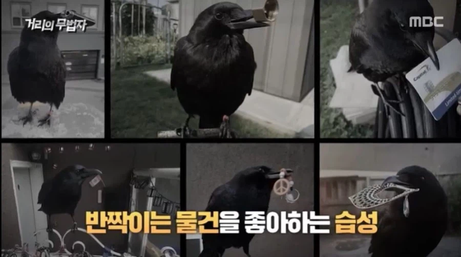 붉은사막) 펄어비스 게임에서 까마귀 관련된것들이 좋은 이유.JPG_1.webp