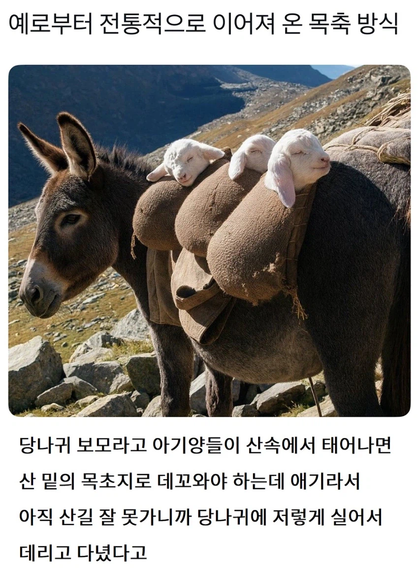 목축에서 당나귀의 역할_1.webp