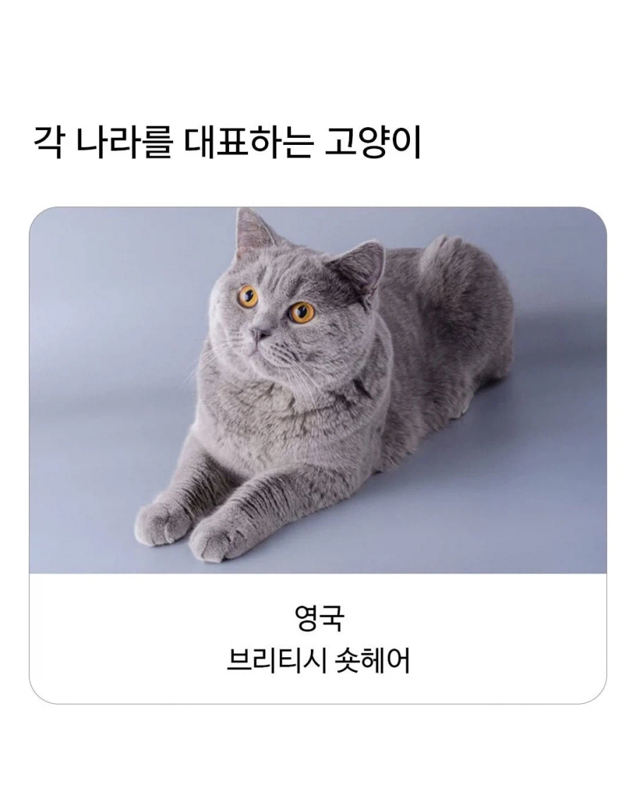 각 나라별 대표 고앵이들_1.webp