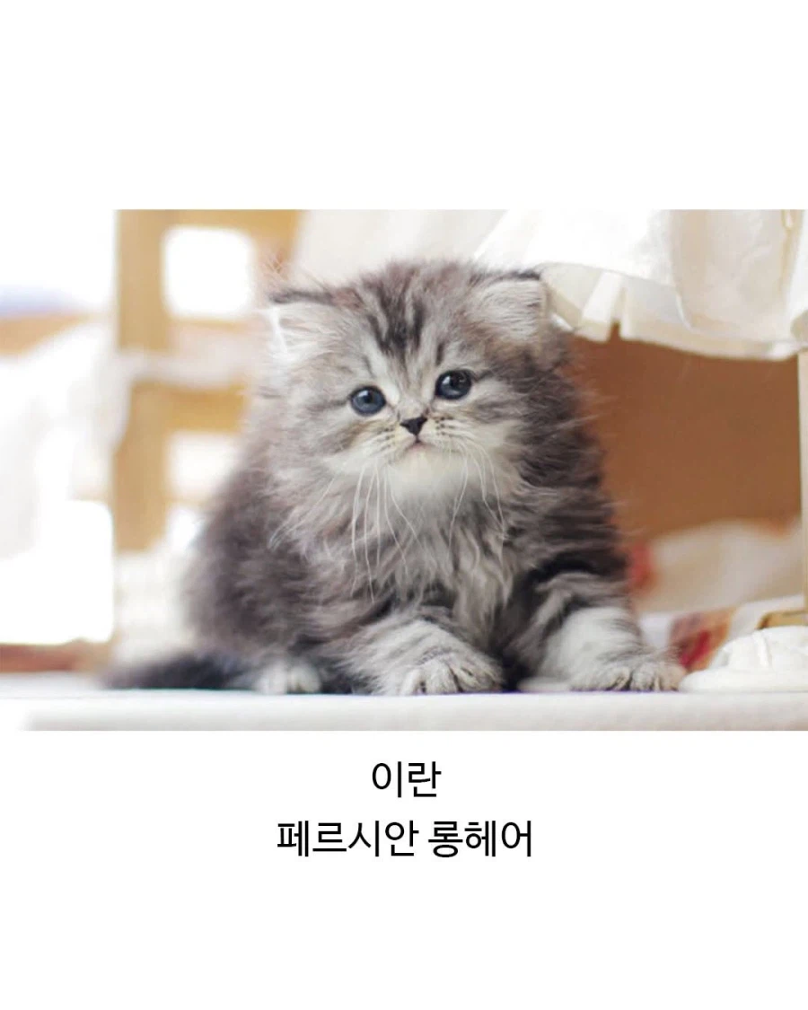 각 나라별 대표 고앵이들_2.webp