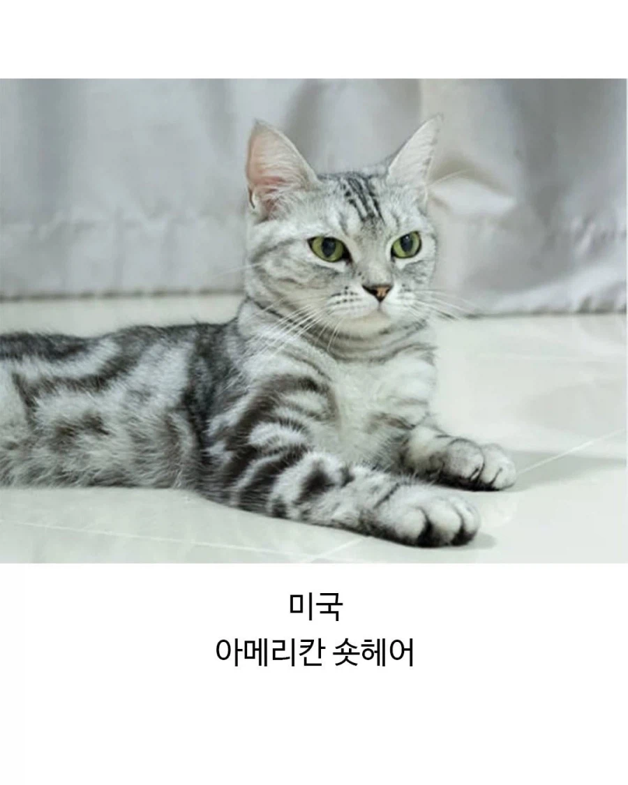 각 나라별 대표 고앵이들_3.webp