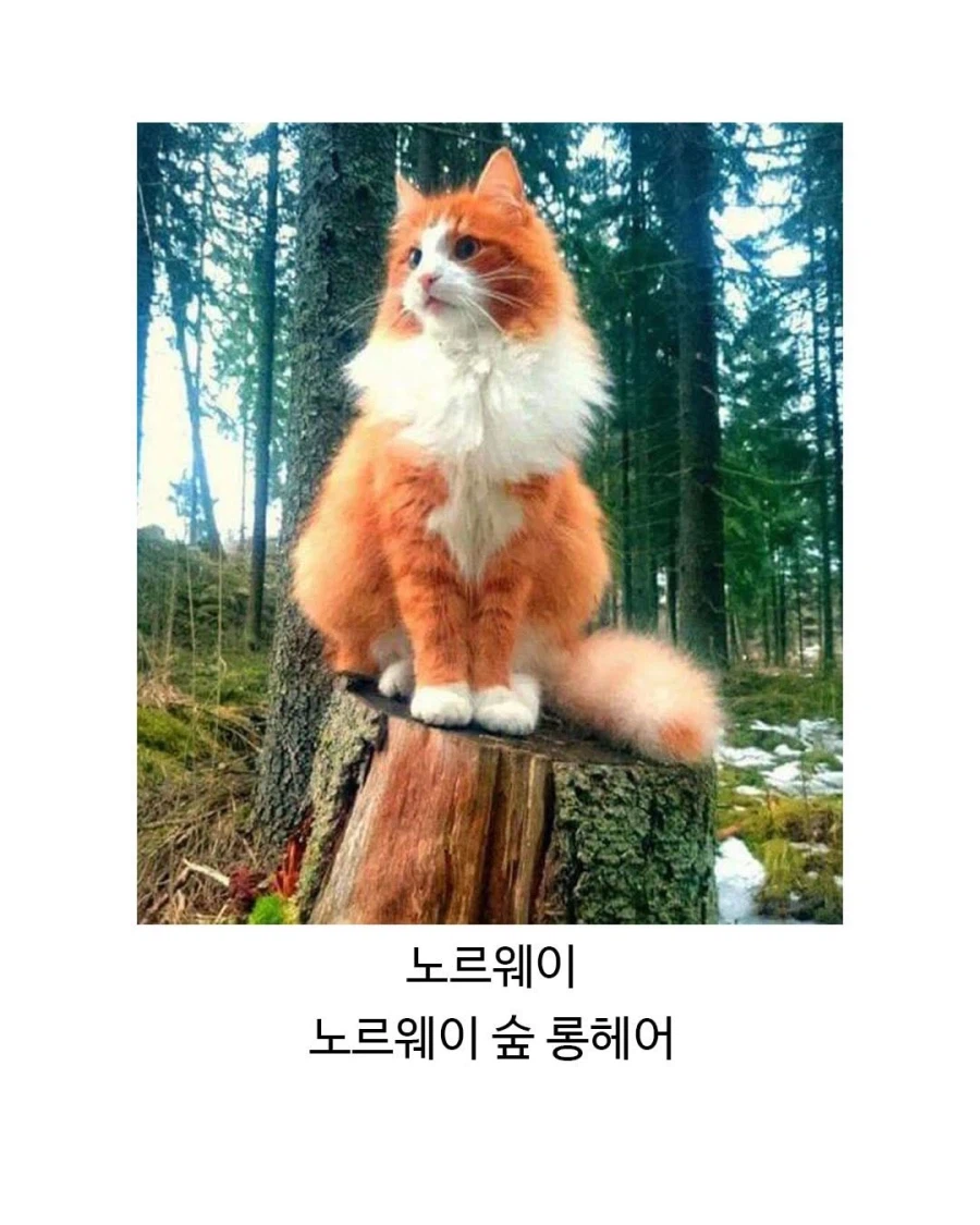 각 나라별 대표 고앵이들_4.webp