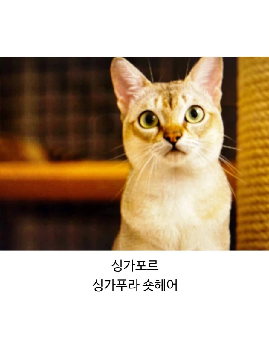 각 나라별 대표 고앵이들_5.webp