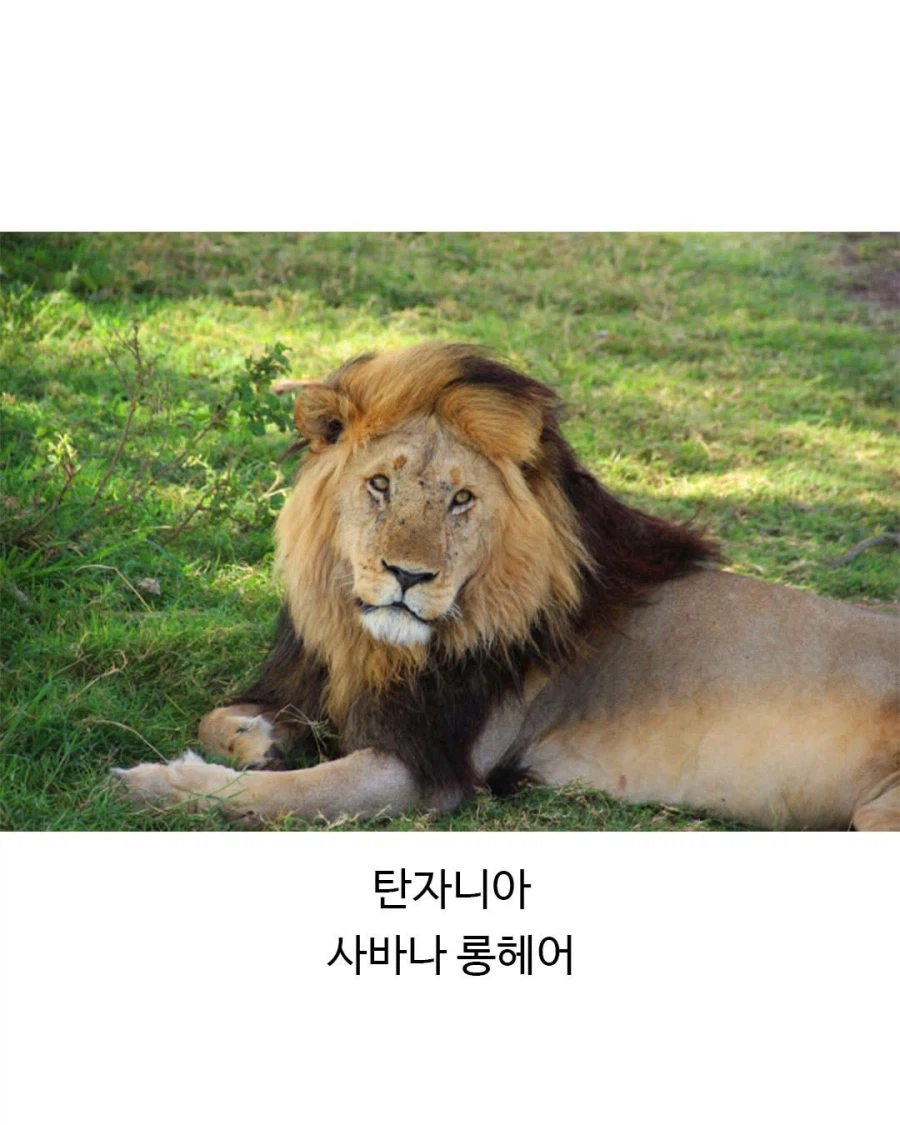 각 나라별 대표 고앵이들_6.webp
