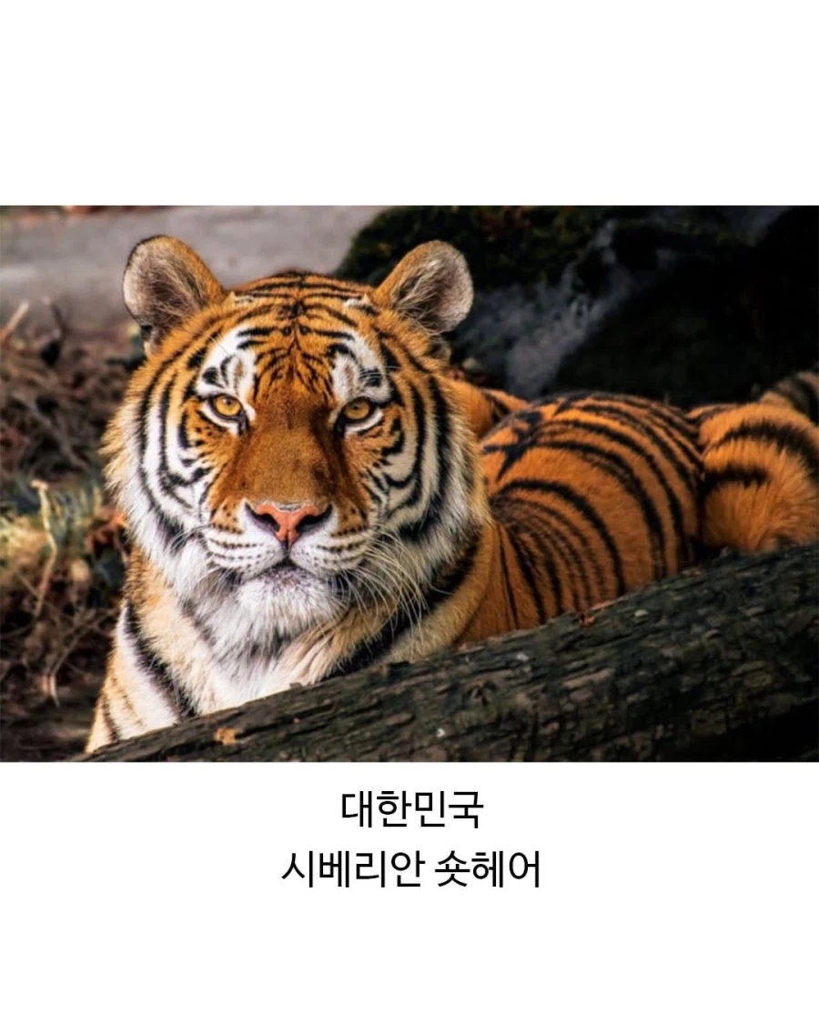 각 나라별 대표 고앵이들_7.webp