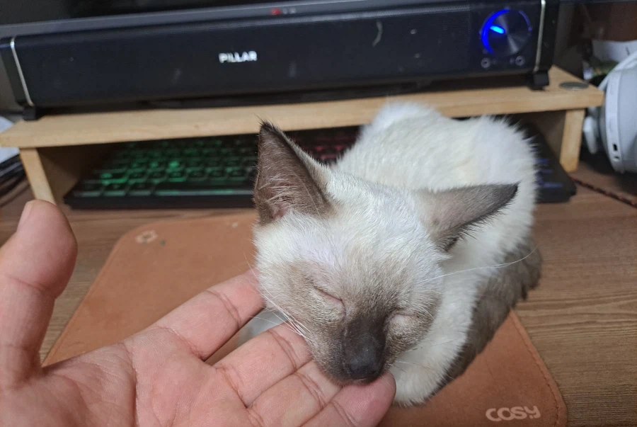 엄청 귀여운 사진 10장 이상 올렸어요. 칭찬해줘요~~_1.webp