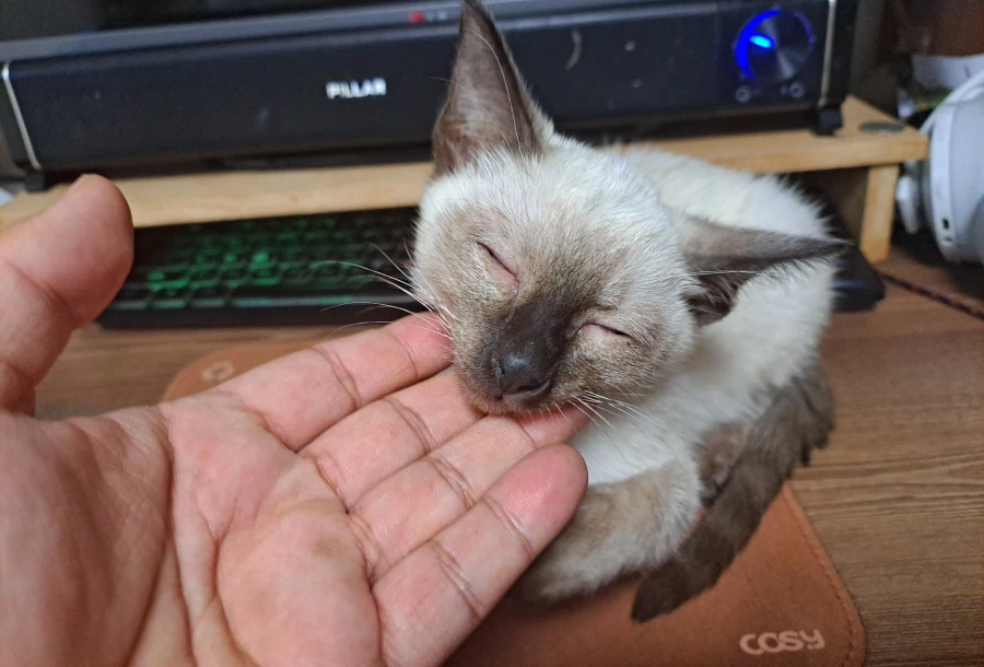 엄청 귀여운 사진 10장 이상 올렸어요. 칭찬해줘요~~_2.webp