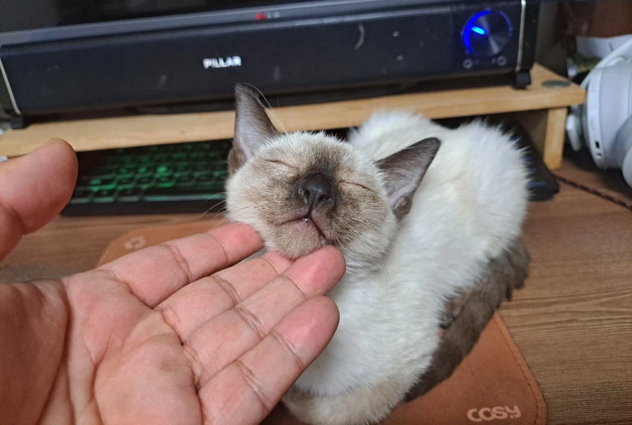 엄청 귀여운 사진 10장 이상 올렸어요. 칭찬해줘요~~_3.webp