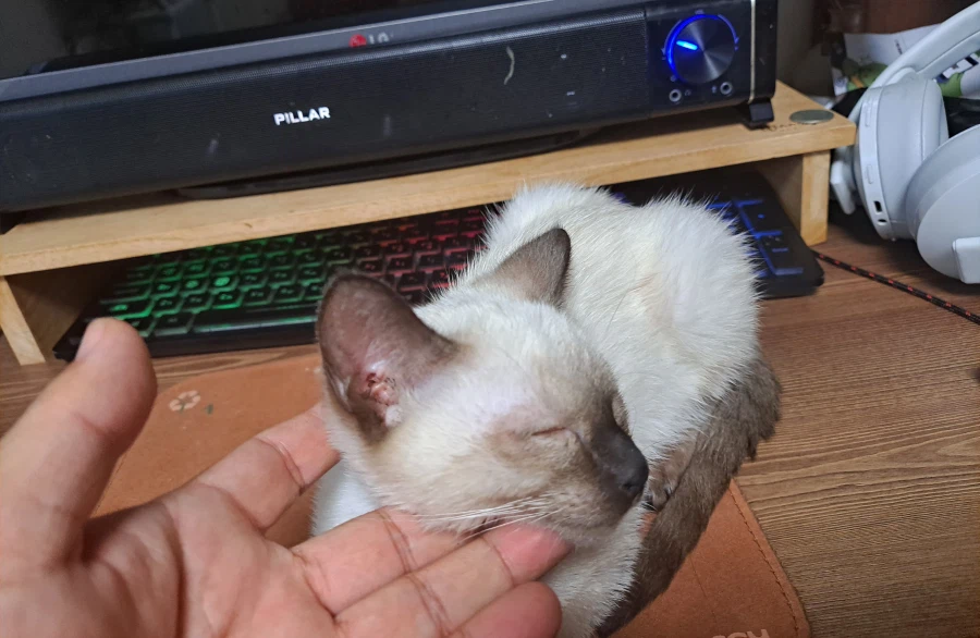 엄청 귀여운 사진 10장 이상 올렸어요. 칭찬해줘요~~_4.webp