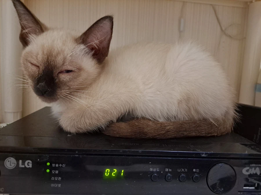 엄청 귀여운 사진 10장 이상 올렸어요. 칭찬해줘요~~_7.webp