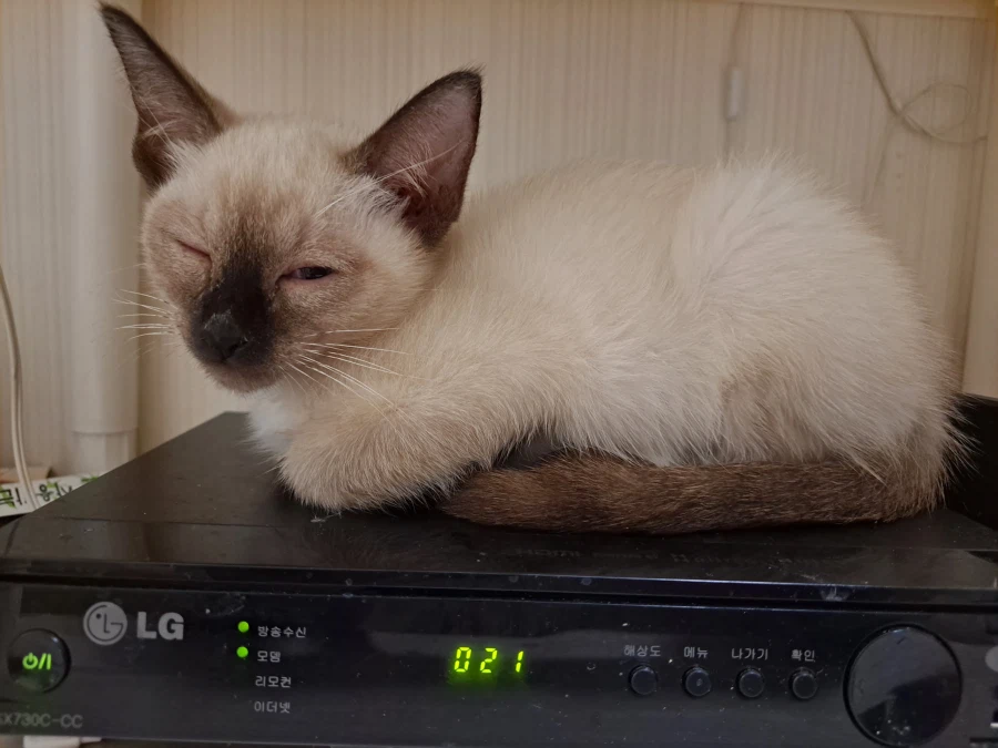 엄청 귀여운 사진 10장 이상 올렸어요. 칭찬해줘요~~_8.webp