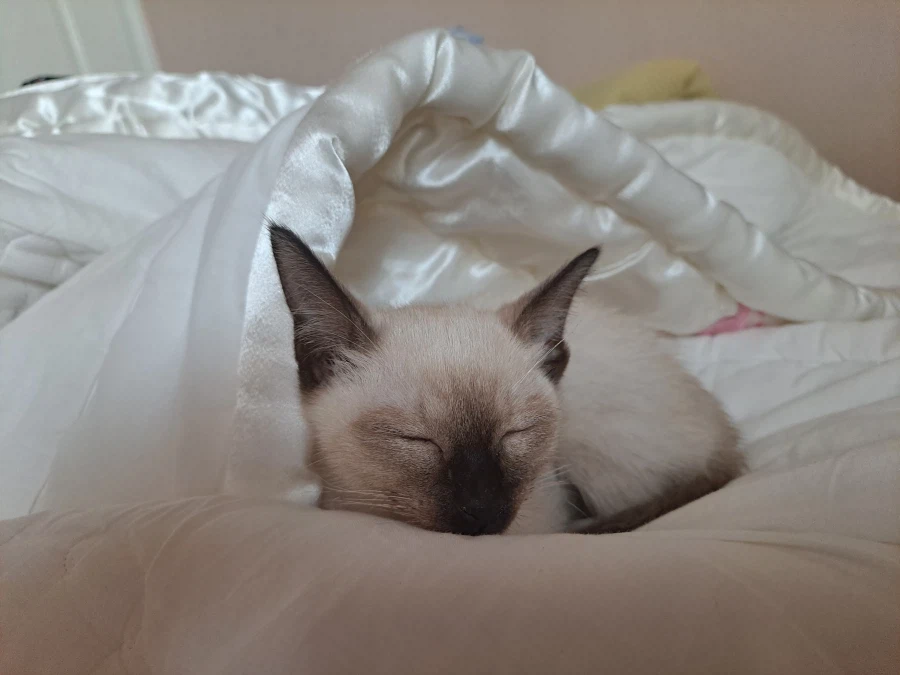 엄청 귀여운 사진 10장 이상 올렸어요. 칭찬해줘요~~_10.webp