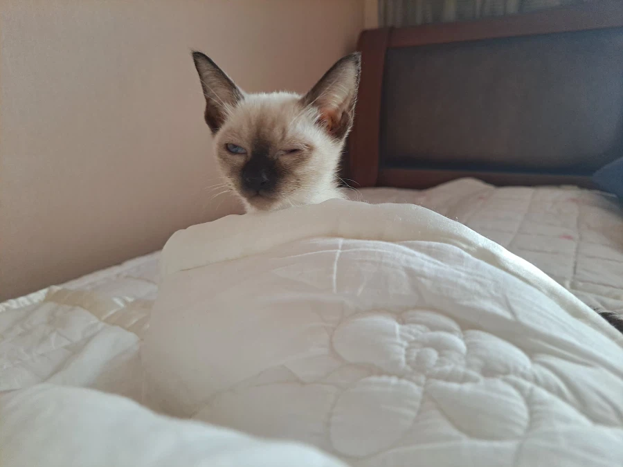 엄청 귀여운 사진 10장 이상 올렸어요. 칭찬해줘요~~_9.webp