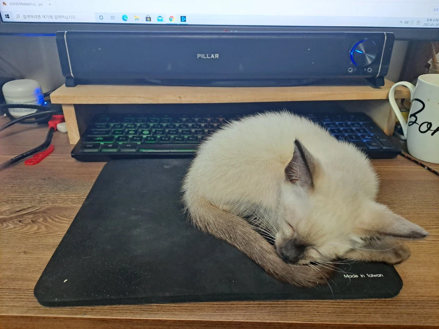 엄청 귀여운 사진 10장 이상 올렸어요. 칭찬해줘요~~_12.webp