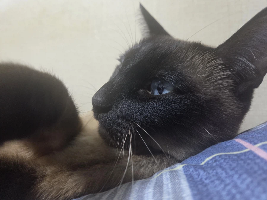 엄청 귀여운 사진 10장 이상 올렸어요. 칭찬해줘요~~_15.webp