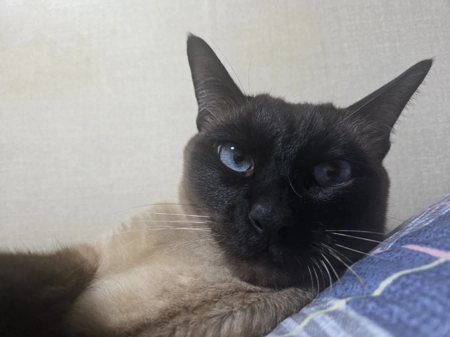 엄청 귀여운 사진 10장 이상 올렸어요. 칭찬해줘요~~_17.webp