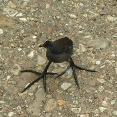 중국에서 절대로 살아남을 수 없는 새?_1.webp