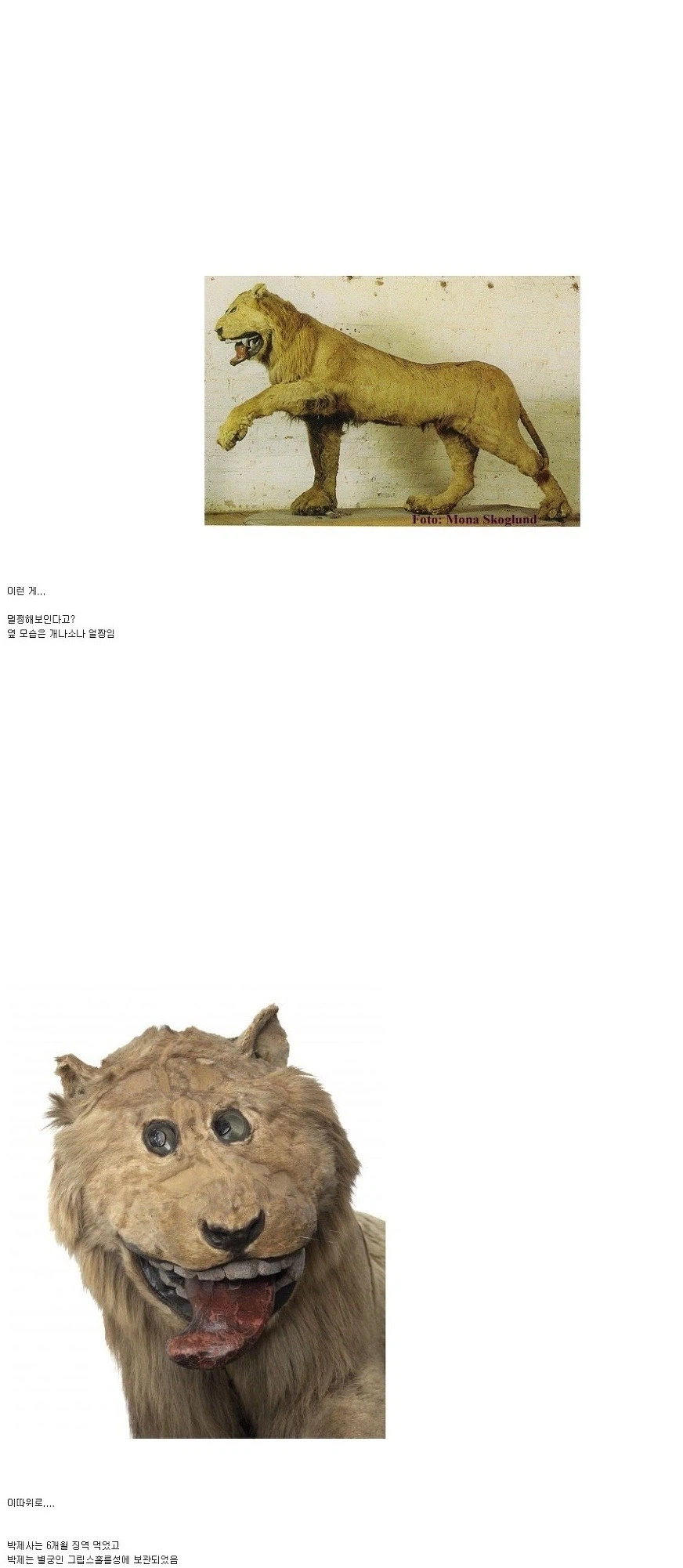 중세 박제사가 사자 박제하고 징역 6개월 먹은 이유_1.webp