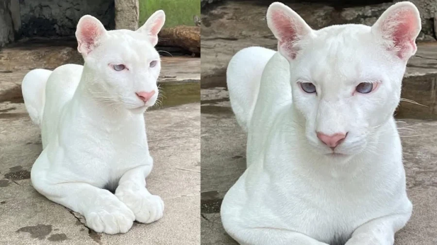 희귀한 알비노 퓨마_1.webp