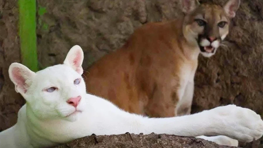 희귀한 알비노 퓨마_2.webp