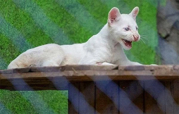 희귀한 알비노 퓨마_3.webp