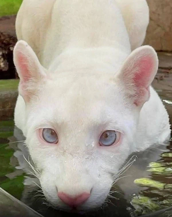 희귀한 알비노 퓨마_4.webp