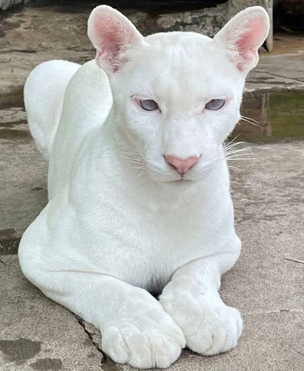 희귀한 알비노 퓨마_6.webp