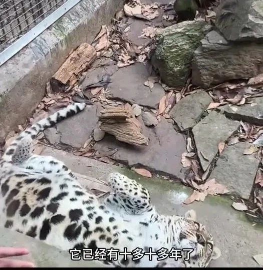 민영화한 동물원의 최후_2.webp