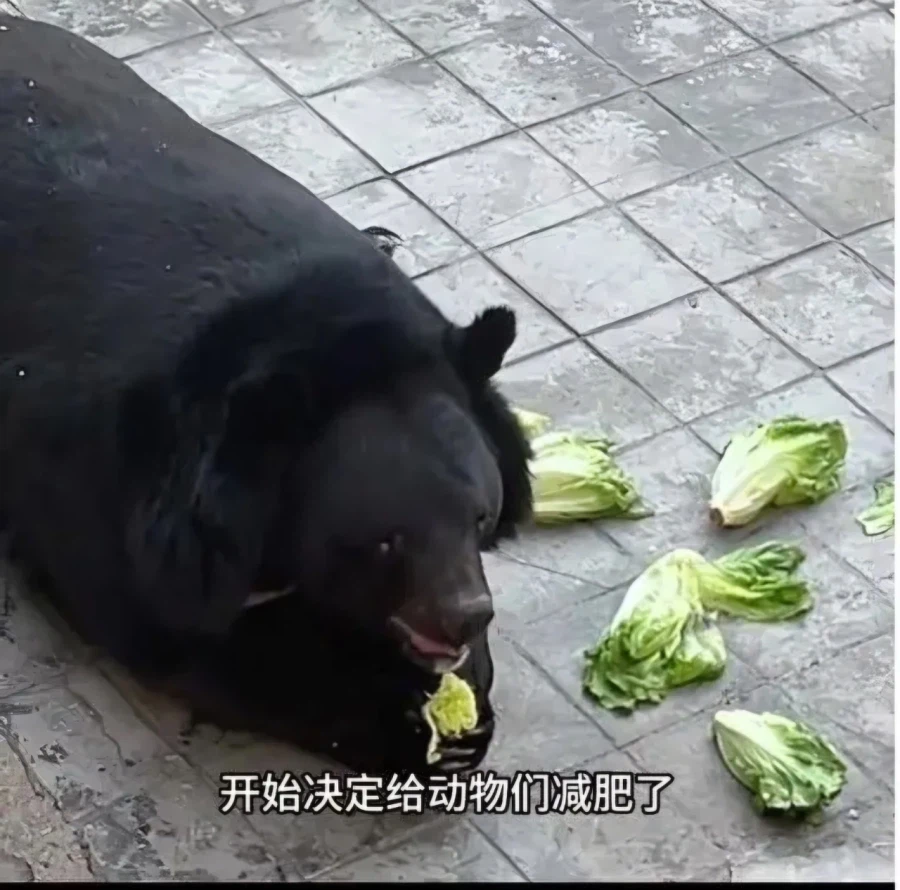 민영화한 동물원의 최후_4.webp