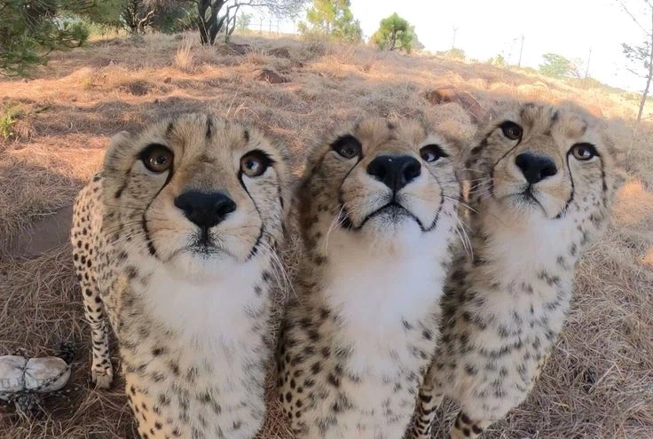 아프리카 들 고양이_1.webp