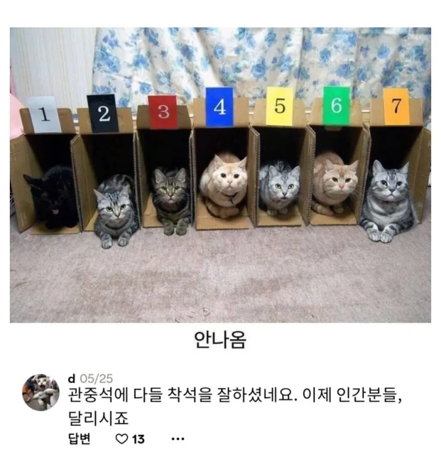 고양이 달리기 경주가 없는 이유_1.webp