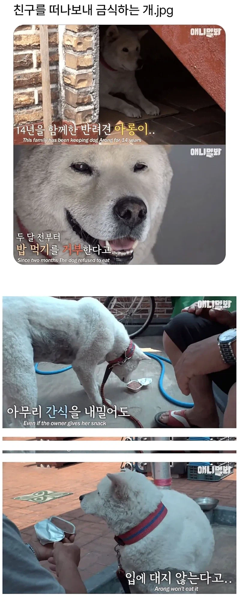 친구를 떠나보내고 금식하는 개_1.webp