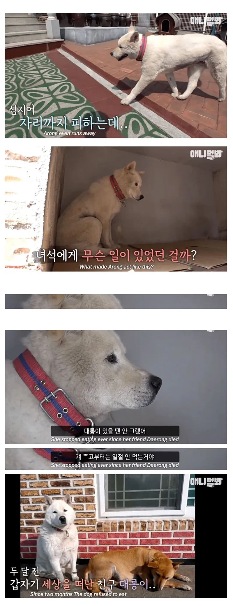 친구를 떠나보내고 금식하는 개_2.webp