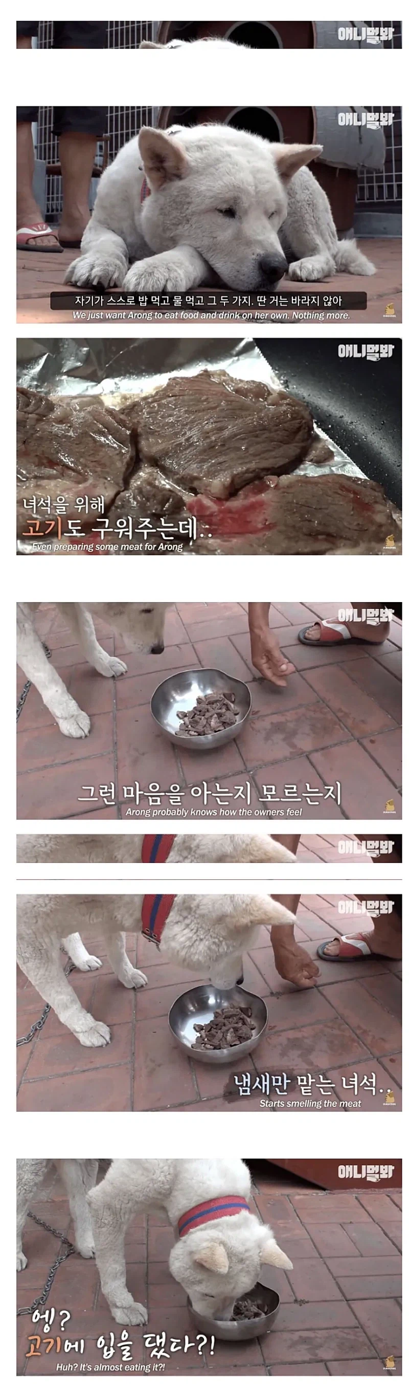 친구를 떠나보내고 금식하는 개_4.webp