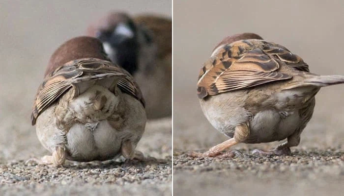 참새 궁둥이_1.webp