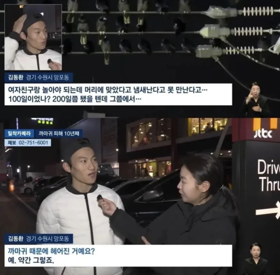 수원 까마귀떼 최대 피해자_1.webp