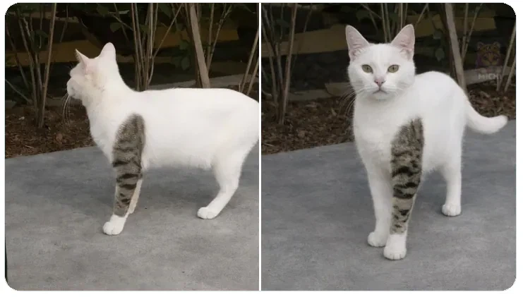 문신한 고양이_1.webp