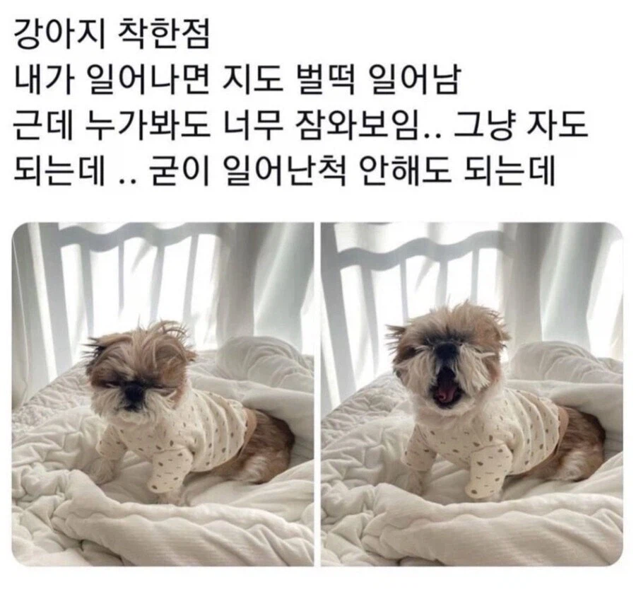 주인님이 깨어난 걸 감지한 강아지.jpg_1.webp